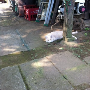 納屋の前で休憩する猫