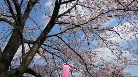 170403文理桜
