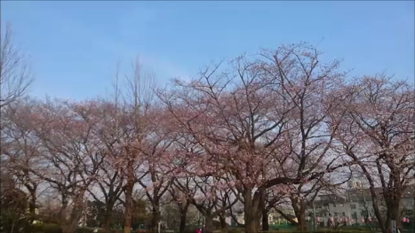 東京都下近所の公園東側の桜その１170403