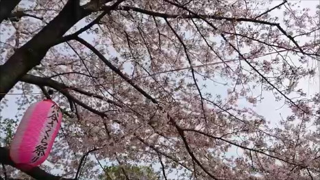 東京都下近所の公園東側の桜その１170410