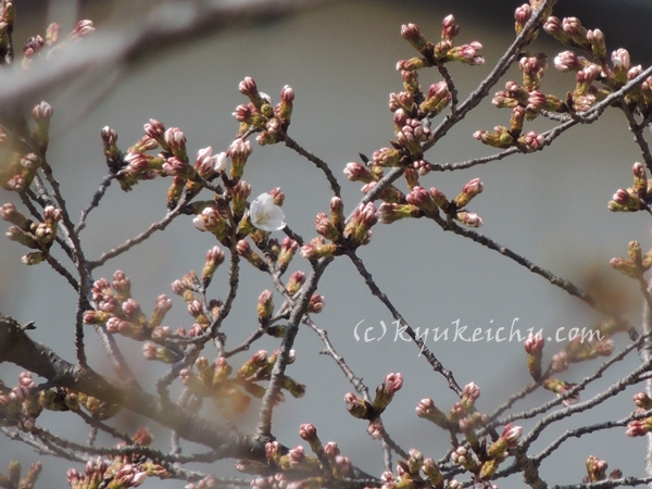 やっと咲いてる一輪の桜