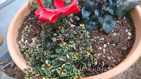 クリスマスに使う鉢植え