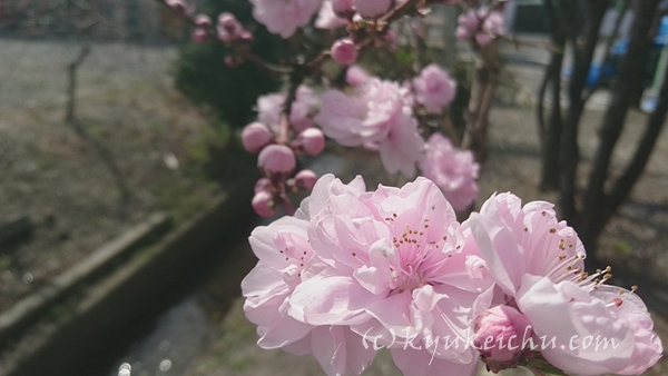 小川の脇にある桜